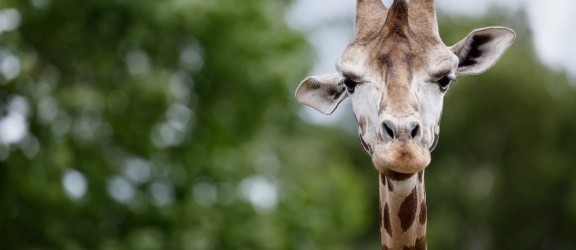 hr-dieren-013.jpg