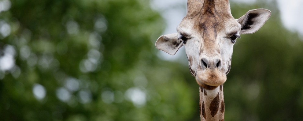 hr-dieren-013.jpg