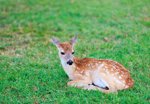 Dierenpark bambi in het gras