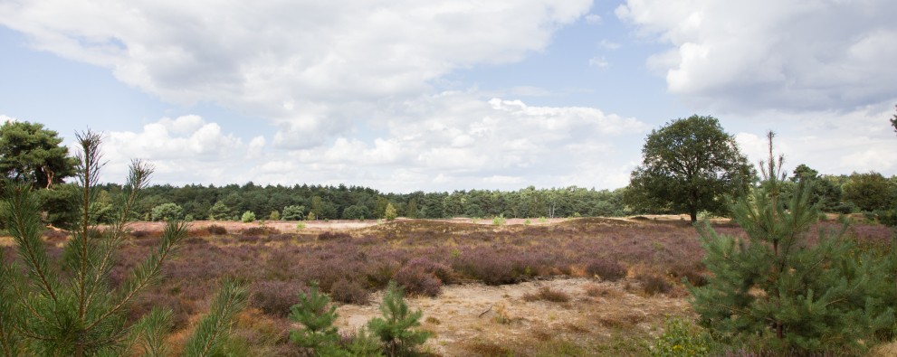 Heide 3.jpg