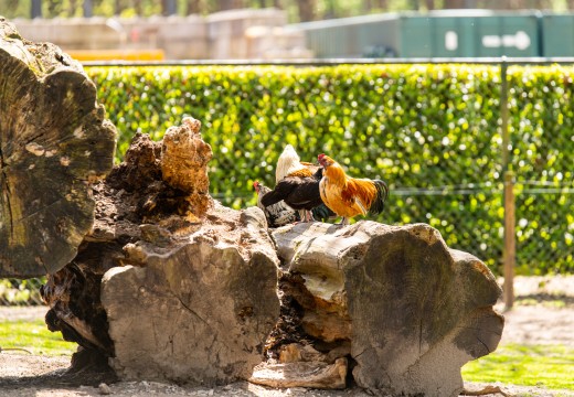 Beestenboel dierenpark de heldense bossen