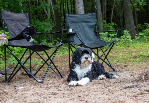 Heldense bossen honden