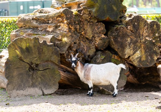Geitjes dierenpark heldense bossen