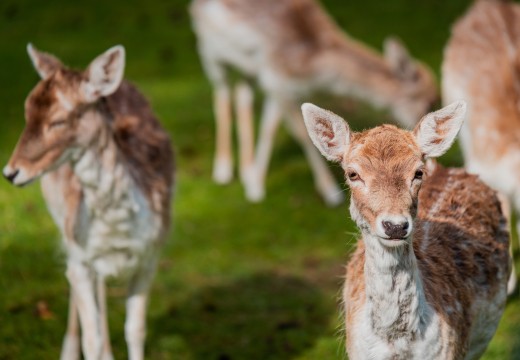 Herten dierenpark de heldense bossen