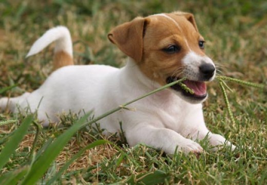 Honden welkom heldense bossen