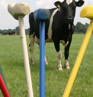 A&S Boerengolf.jpg