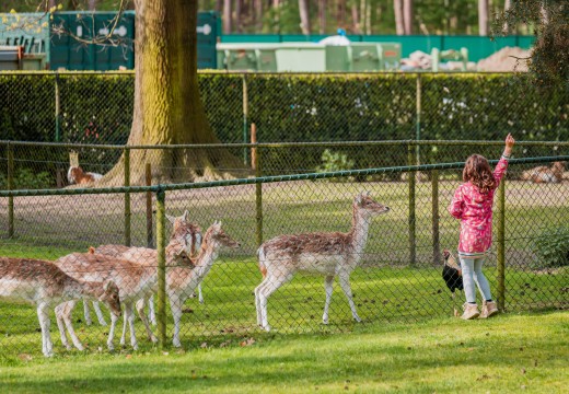 Dierenpark heldense bossen